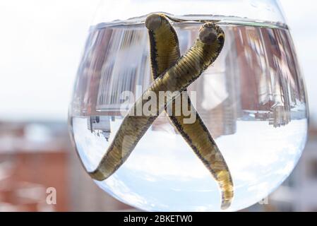 Medizinische Blutegel-Therapie. Hirudo medicinalis in einem Behälter mit Wasser. Stockfoto