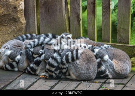 Große Kolonie oder Gruppe von Lemuren versammelt und zusammengekauert, um sich von der Kälte aufzuwärmen. Skansen, Stockholm, Schweden. Stockfoto