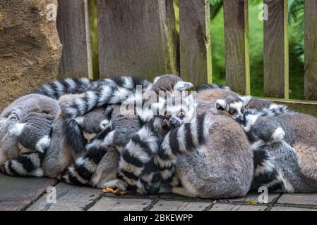 Große Kolonie oder Gruppe von Lemuren versammelt und zusammengekauert, um sich von der Kälte aufzuwärmen. Skansen, Stockholm, Schweden. Stockfoto