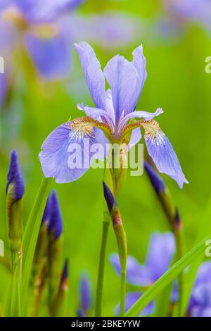 Deutsche Lilie Hybrid (Iris germanica x Hybrid), Blume, Baden-Württemberg, Deutschland Stockfoto