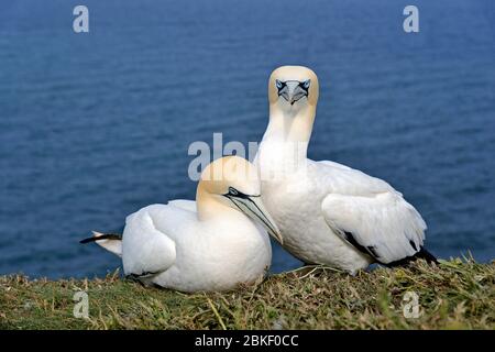 Nördliches Spannerpaar (Morus bassanus), Helgoland, Nordsee, Schleswig-Holstein, Deutschland Stockfoto