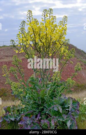 Wildkohl (Brassica oleracea) in Blüte, endemisch, Helgoland, Nordsee, Schleswig-Holstein, Deutschland Stockfoto