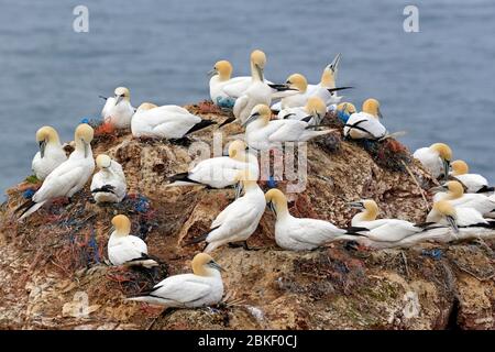Nordgannett (Morus bassanus), Zuchtkolonie auf einem Felsvorsprung, Helgoland, Nordsee, Schleswig-Holstein, Deutschland Stockfoto