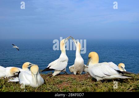 Nordgannett (Morus bassanus), Paarung in der Brutkolonie, Heligoland, Nordsee, Schleswig-Holstein, Deutschland Stockfoto