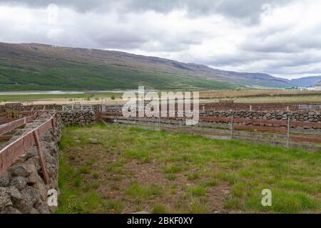 Steinschafe halten Stifte in der Nähe des Snæfellsstofa Visitor Centre, Egilsstaðir, Island. Stockfoto