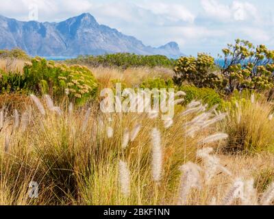 Die exquisite Vielfalt der Flora des Westkap von Südafrika.mit dem Hottentots Holland Gebirge in der Ferne. Stockfoto