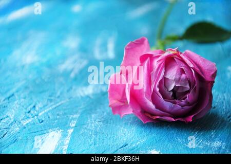 Schöne rosa pion-förmige Rose auf blauem Hintergrund. Kopierbereich Stockfoto