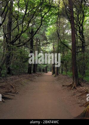 Kashima Jingu Alter Zedernwald, Kashima Jingu, Japan Stockfoto