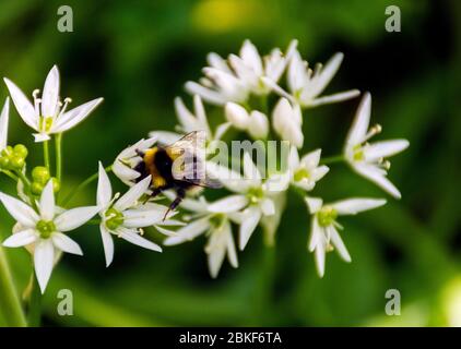 Ardara, County Donegal, Irland. Mai 2020. Eine Biene bestäubt die Blüte eines Allium ursinum, bekannt als Bärlauch, Ramsons, Buckrams, breitblättriger Knoblauch, Holzklaub, Bärlauch oder Bärlauch, ist eine Zwiebel mehrjährige Blütenpflanze in der Familie Amaryllis Amaryllidaceae. Stockfoto