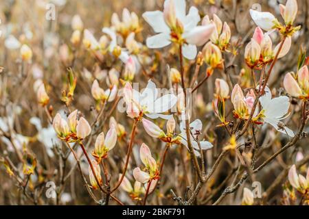 Weißer Royal Azalea Strauch blühend im Frühjahr, koreanische einheimische Pflanze Stockfoto