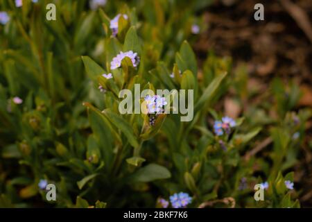 Azurblaues Holz Vergissmeinnicht blühende Blumen im frühen Frühling (Myosotis sylvatica) Stockfoto