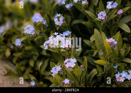 Azurblaues Holz Vergissmeinnicht blühende Blumen im frühen Frühling (Myosotis sylvatica) Stockfoto