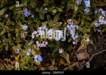 Azurblaues Holz Vergissmeinnicht blühende Blumen im frühen Frühling (Myosotis sylvatica) Stockfoto