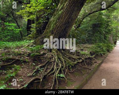 Kashima Jingu Alter Zedernwald, Kashima Jingu, Japan Stockfoto