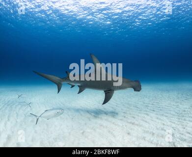 Große Hammerhead Schwimmen in Bimini, den Bahamas, Stockfoto