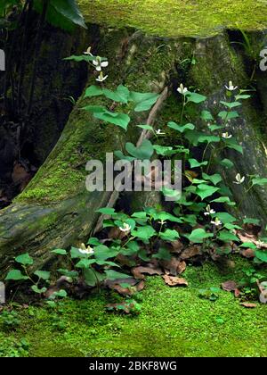 Japan10 Stockfoto