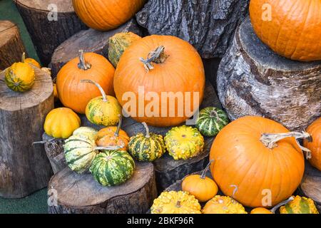 Halloween Kürbisse Haufen oder Stapel Mix Sortiment, während der Lebensmittel-Festival, auf dem Markt. Große Auswahl an Kürbissen, verschiedene Arten zum Verkauf. Ganz, nicht kann Stockfoto