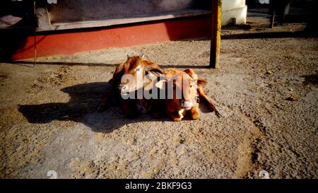 Momma Cow und Wade sitzen zusammen Stockfoto