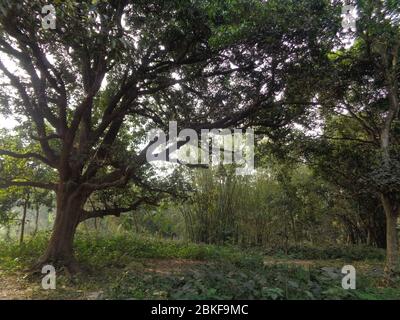 Baum im Wald Grün Ackerland Stockfoto