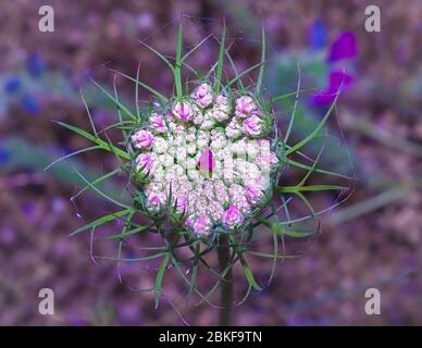 Wilde Karotte (Daucus carota) Nahaufnahme. Frühlingskarotte Wildblume in voller Symmetrie. Stock-Bild. Stockfoto