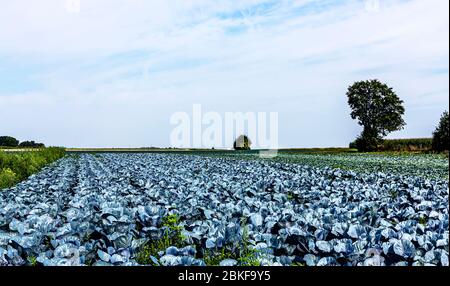 Landwirtschaftlich geprägte hessische Landschaft - Großbäuerlicher ökologischer Landbau in Deutschland - Rotkohl-Anbau. Stockfoto