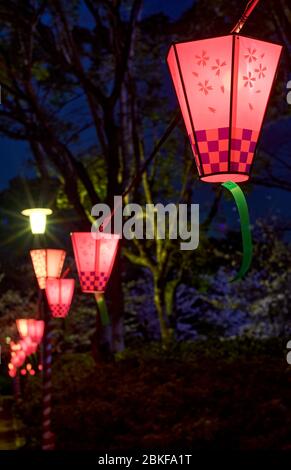 Dekorative elektrische Laternen hingen im Osaka Schlosspark, um Sakura, Yozakura, während der Kirschblüte-Saison in Osaka, Japan, bei Nacht zu betrachten Stockfoto