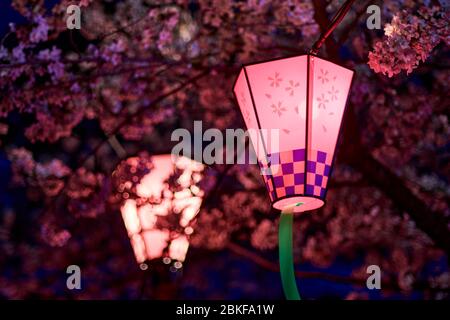 Dekorative elektrische Laternen hingen im Osaka Schlosspark, um Sakura, Yozakura, während der Kirschblüte-Saison in Osaka, Japan, bei Nacht zu betrachten Stockfoto