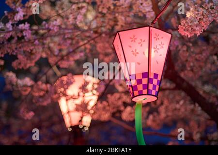 Dekorative elektrische Laternen hingen im Osaka Schlosspark, um Sakura, Yozakura, während der Kirschblüte-Saison in Osaka, Japan, bei Nacht zu betrachten Stockfoto