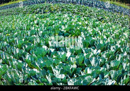 Ökologischer Landbau in Deutschland - riesiges Feld von Weißkohl Stockfoto