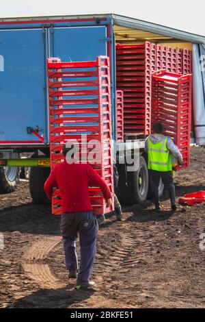 Tarleton, Lancashire. UK Wetter 4. Mai 2020. Ruhige sonnige Bedingungen für die Anpflanzung von Salatpflanzen in der ‘Salatschüssel’ von Lancashire, einem intensiven Gebiet mit fruchtbaren Böden und fein wachsenden Böden für Salat und Wurzelgemüse. Die Setzungen werden mit Traktor und automatischem Pflanzer gepflanzt, da EU-Landarbeiter leere Kisten mit Gemüsepfropfen beladen, nachfüllen und zurückschicken. Credit: MediaWorldImages/AlamyLiveNews Stockfoto