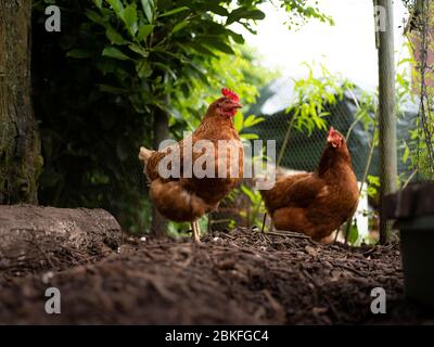 FreilandIngwerhennen Stockfoto