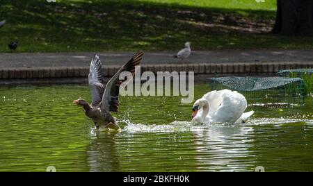 Brighton UK 4. Mai 2020 - EIN stumpfer Schwan jagt eine Greylag Gans durch den Queens Park Teich in Brighton, während die Tierwelt vor allem in den Städten um Großbritannien während der Blockierung der Coronavirus COVID-19 Pandemie Krise gedeiht. Quelle: Simon Dack / Alamy Live News Stockfoto