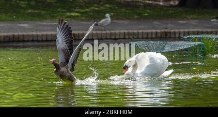 Brighton UK 4. Mai 2020 - EIN stumpfer Schwan jagt eine Greylag Gans durch den Queens Park Teich in Brighton, während die Tierwelt vor allem in den Städten um Großbritannien während der Blockierung der Coronavirus COVID-19 Pandemie Krise gedeiht. Quelle: Simon Dack / Alamy Live News Stockfoto