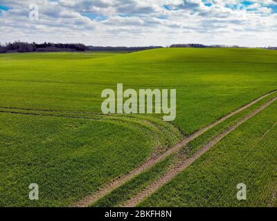 Luftaufnahme der grünen landwirtschaftlichen Felder im Frühjahr mit frischer Vegetation nach der Aussaat Saison an einem warmen sonnigen Tag Stockfoto