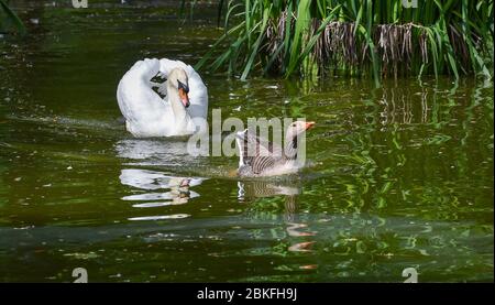 Brighton UK 4. Mai 2020 - EIN stumpfer Schwan jagt eine Greylag Gans durch den Queens Park Teich in Brighton, während die Tierwelt vor allem in den Städten um Großbritannien während der Blockierung der Coronavirus COVID-19 Pandemie Krise gedeiht. Quelle: Simon Dack / Alamy Live News Stockfoto