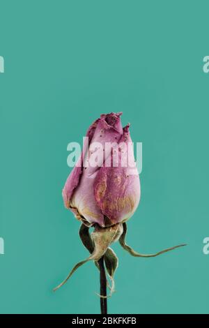 burgunder verwelkt Rose auf einem türkisfarbenen Hintergrund Stockfoto