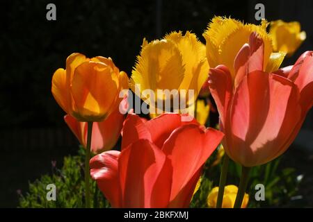 Im Frühling sind im Garten bunte Blumen wie Tulpen beliebt Stockfoto