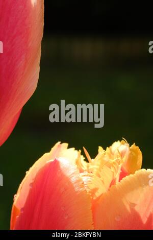 Bunte Tulpen im Garten im Frühling Stockfoto