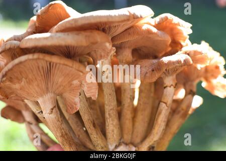 Ein ganzes Stück frische Art von Waldpilz namens hribi oder Hügel, frisch gepflückt. Im direkten Sonnenlicht während der Sommer- oder Herbstsaison. Braun und weiß Stockfoto