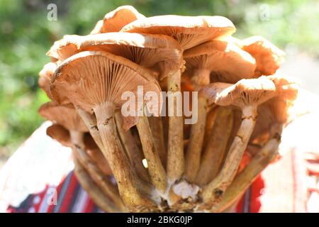 Ein ganzes Stück frische Art von Waldpilz namens hribi oder Hügel, frisch gepflückt. Im direkten Sonnenlicht während der Sommer- oder Herbstsaison. Braun und weiß Stockfoto