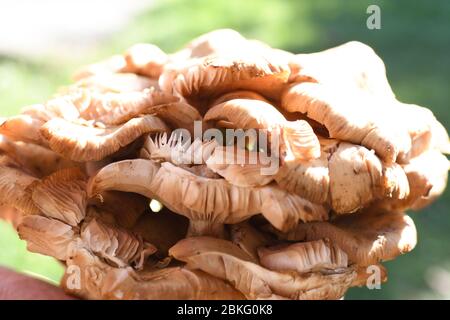 Ein ganzes Stück frische Art von Waldpilz namens hribi oder Hügel, frisch gepflückt. Im direkten Sonnenlicht während der Sommer- oder Herbstsaison. Braun und weiß Stockfoto