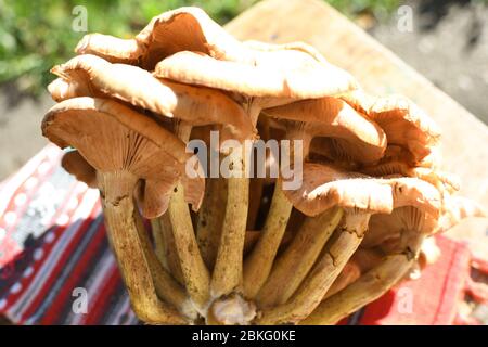 Ein ganzes Stück frische Art von Waldpilz namens hribi oder Hügel, frisch gepflückt. Im direkten Sonnenlicht während der Sommer- oder Herbstsaison. Braun und weiß Stockfoto