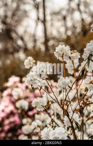 Weiße Rhododendren, die im frühen Frühjahr blühen (R. dauricum), 'Aprilschnee' Stockfoto