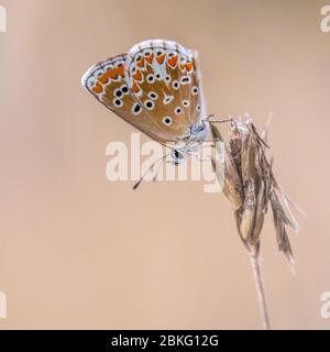 Brauner Argus (Aricia agestis) Schmetterling auf Pflanze vor hellem Hintergrund Stockfoto