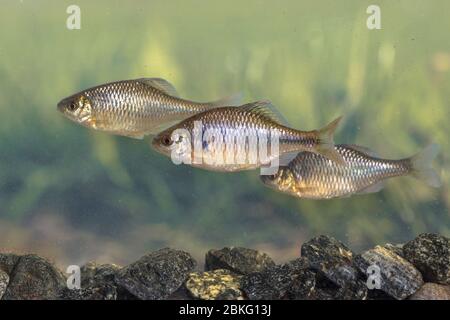 Europäischer Bitterling (Rhodäus amarus) Wildfischschuhschwimmen unter Wasser in natürlicher Umgebung auf beschaulichem Hintergrund. Niederlande, Stockfoto