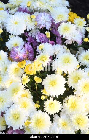 Kleine Gänseblümchen Busch, rot, gelb, weiß, grün. Gartenbau-Konzept Stockfoto