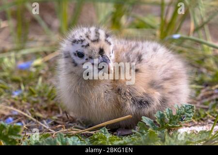 Neugeborenes Küken der Europäischen Heringmöwe (Larus argentatus) beim Betrachten der Kamera Stockfoto