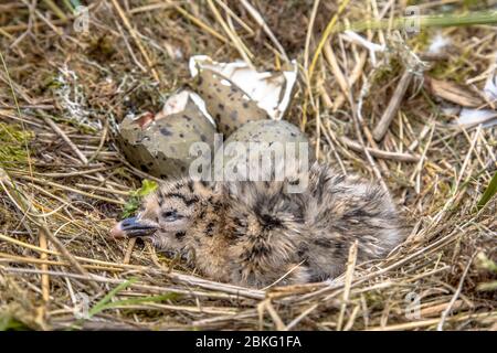 Neugeborenes Küken der Europäischen Heringmöwe (Larus argentatus), das gerade aus einem Ei im Nest mit Eiern geschlüpft ist Stockfoto