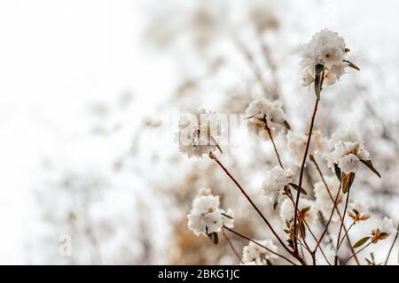 Weiße Rhododendren, die im frühen Frühjahr blühen (R. dauricum), 'Aprilschnee' Stockfoto