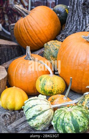 Halloween Kürbisse Haufen oder Stapel Mix Sortiment, während der Lebensmittel-Festival, auf dem Markt. Große Auswahl an Kürbissen, verschiedene Arten zum Verkauf. Ganz, nicht kann Stockfoto